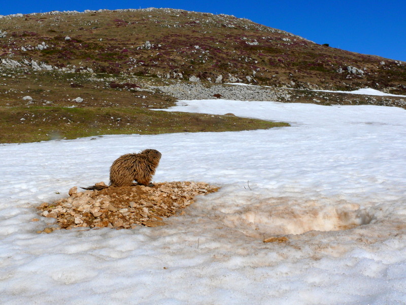 Boccoli d''oro -  Marmotte del Monte Baldo